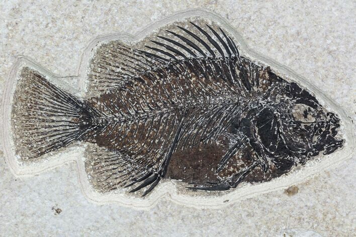 Cockerellites (Priscacara) Fossil Fish - Hanger Installed #88775